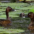 Hardheads (2 males and 1 female)<br />Canon EOS 6D + EF400 F5.6